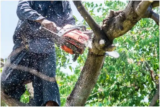 tree services Fox Lake
